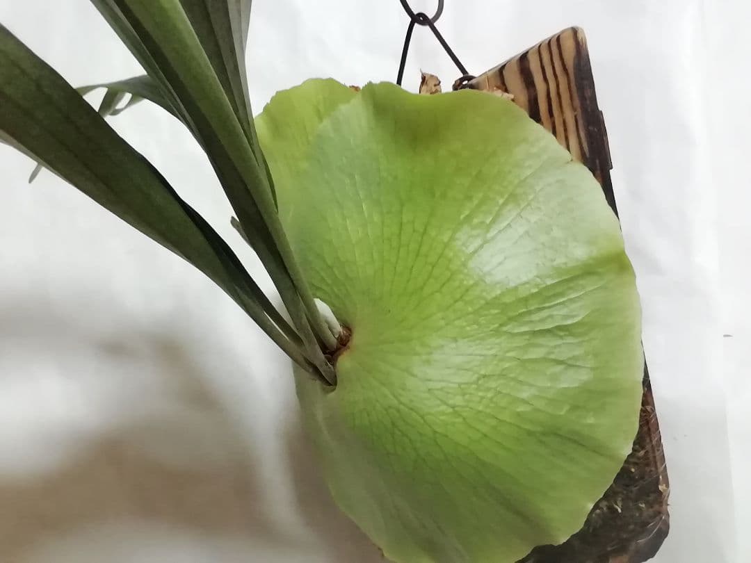 ビカクシダ　希少なビフルカッム　育てやすい大株サイズ