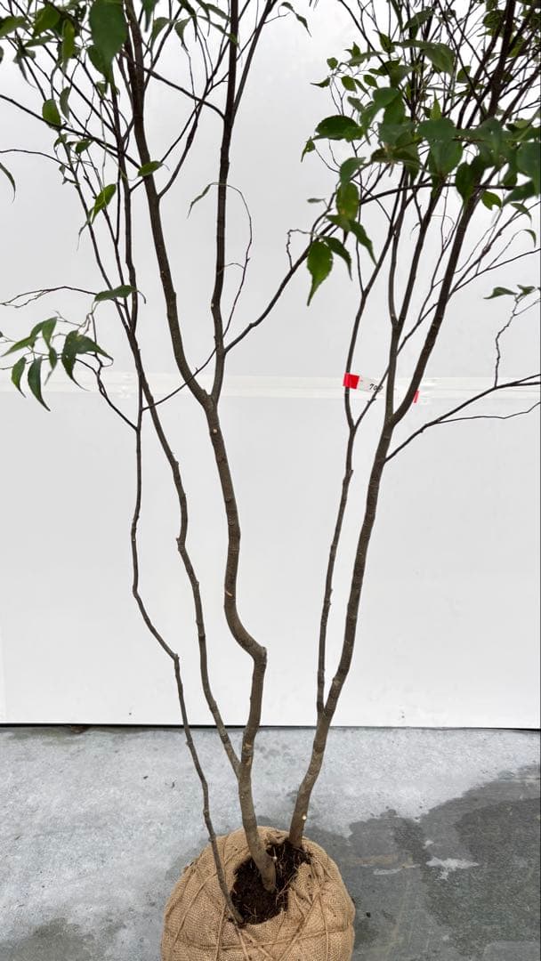 美しい樹形が魅力的 山採り ハイノキ 株立 709 樹高1.8m位 高級樹