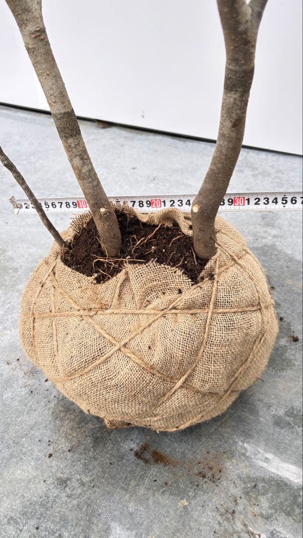 美しい樹形が魅力的 山採り ハイノキ 株立 709 樹高1.8m位 高級樹