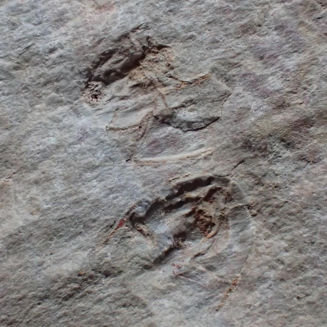 三葉虫の化石 閉鎖産地 オレネルス USA産 本物保証