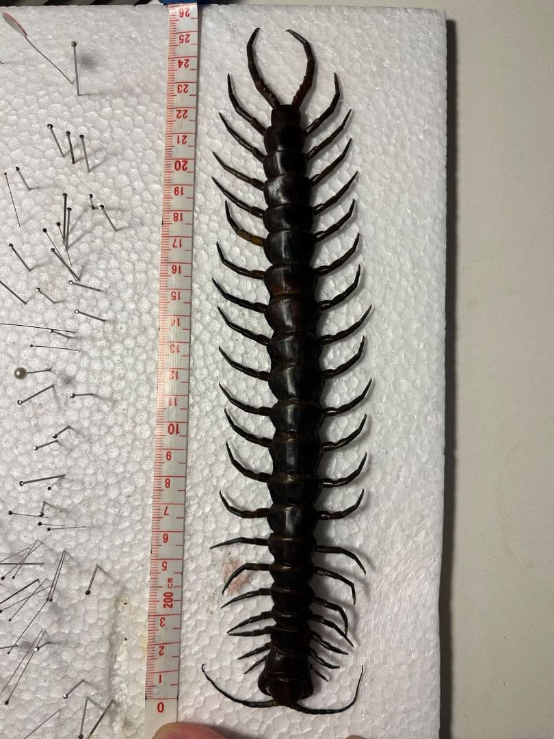 【蜈蚣最高峰】ベネズエラブラックジャイアントセンチピード 全長25cm厶カデ標本