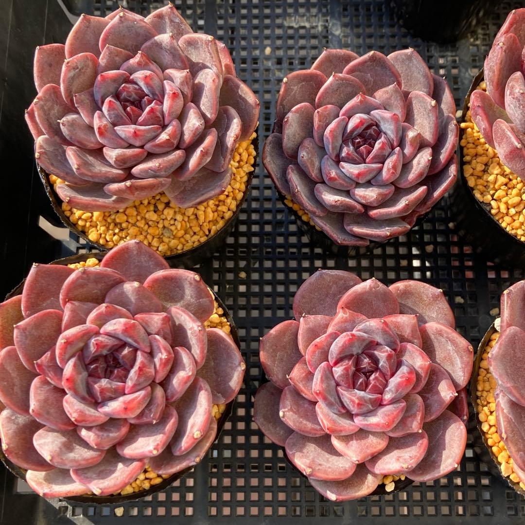 エケべリア　韓国苗　ブラックチェリー 大苗　多肉植物