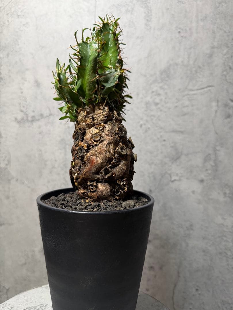 JD様　ユーフォルビア　ムランジーナ　発根済み