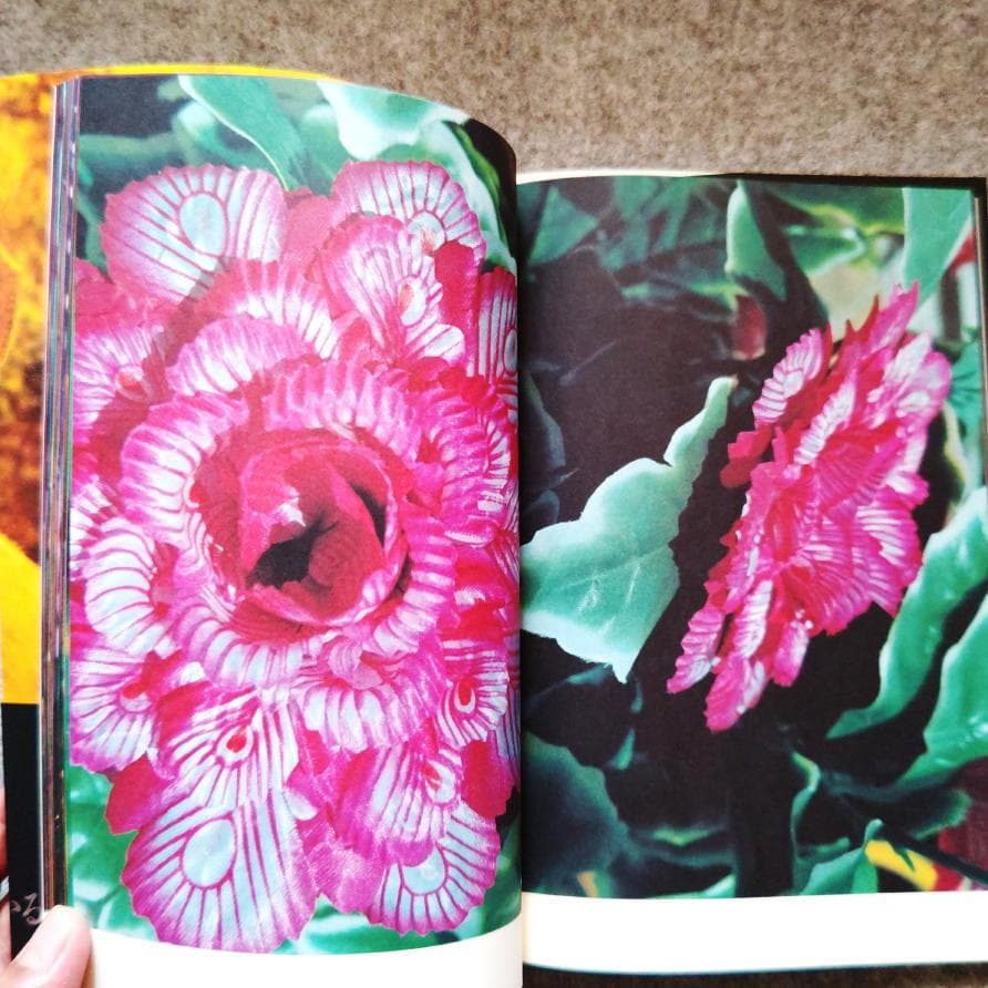 ◆古本◆蜷川実花サイン入り◆ノワール◆女性写真家、映画監督◆蜷川幸雄の娘