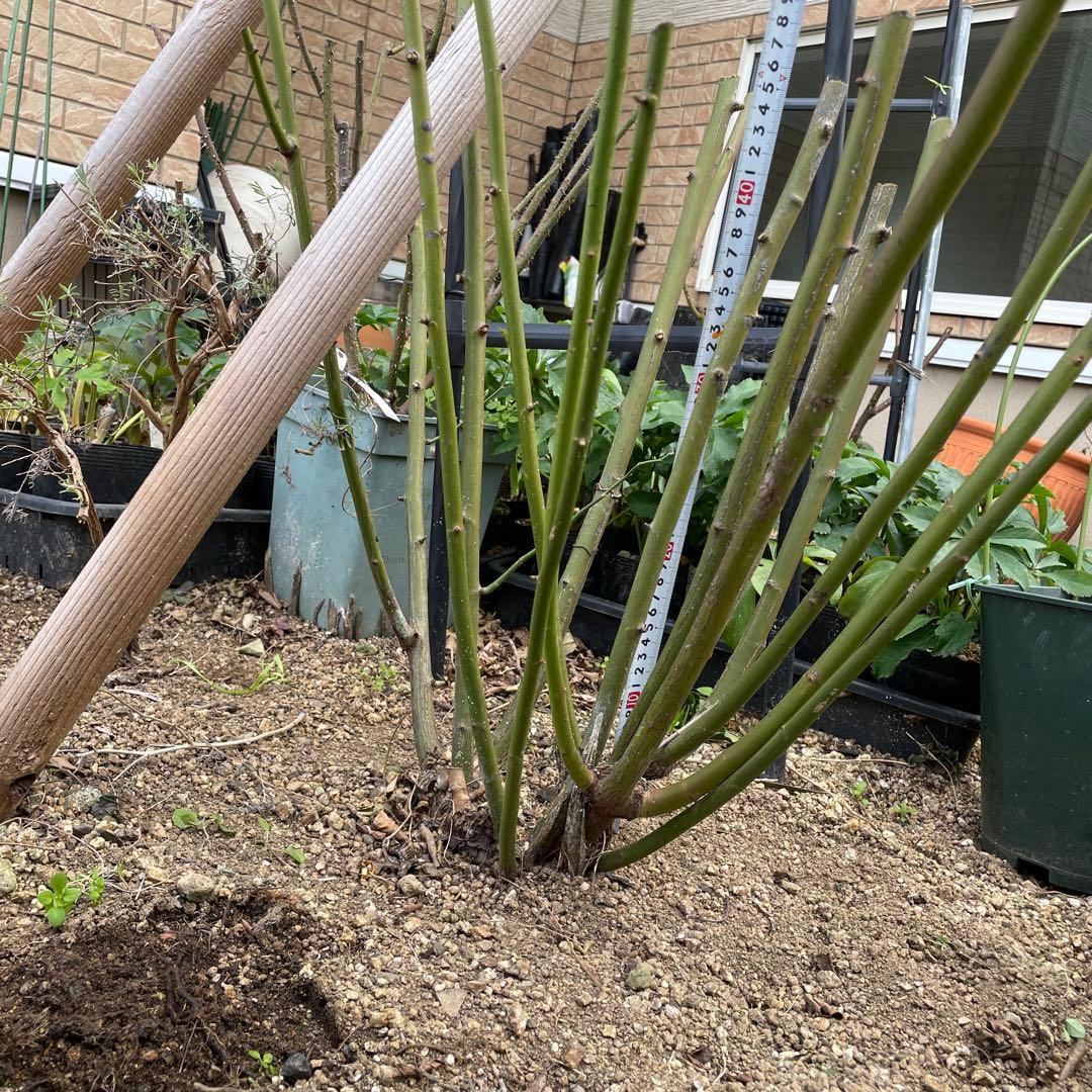 【ピューレッツァ】　苗　バラ