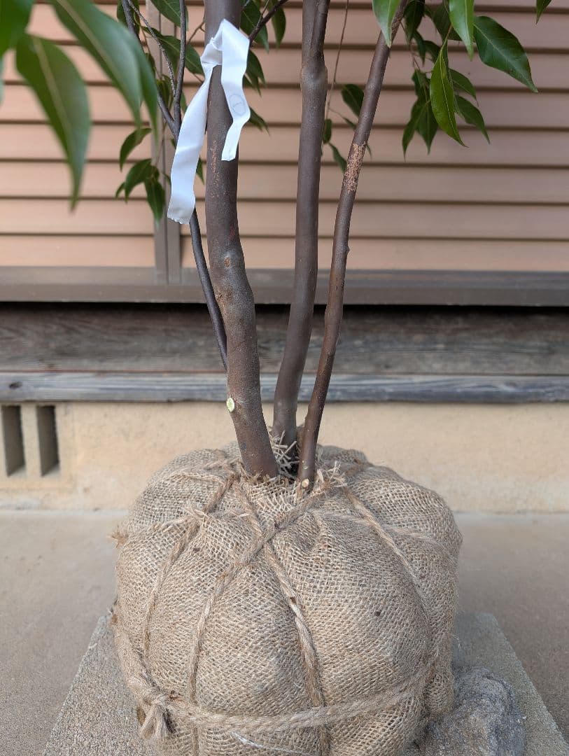 常緑エゴノキ（トキワエゴノキ）株立　約1.6m　①