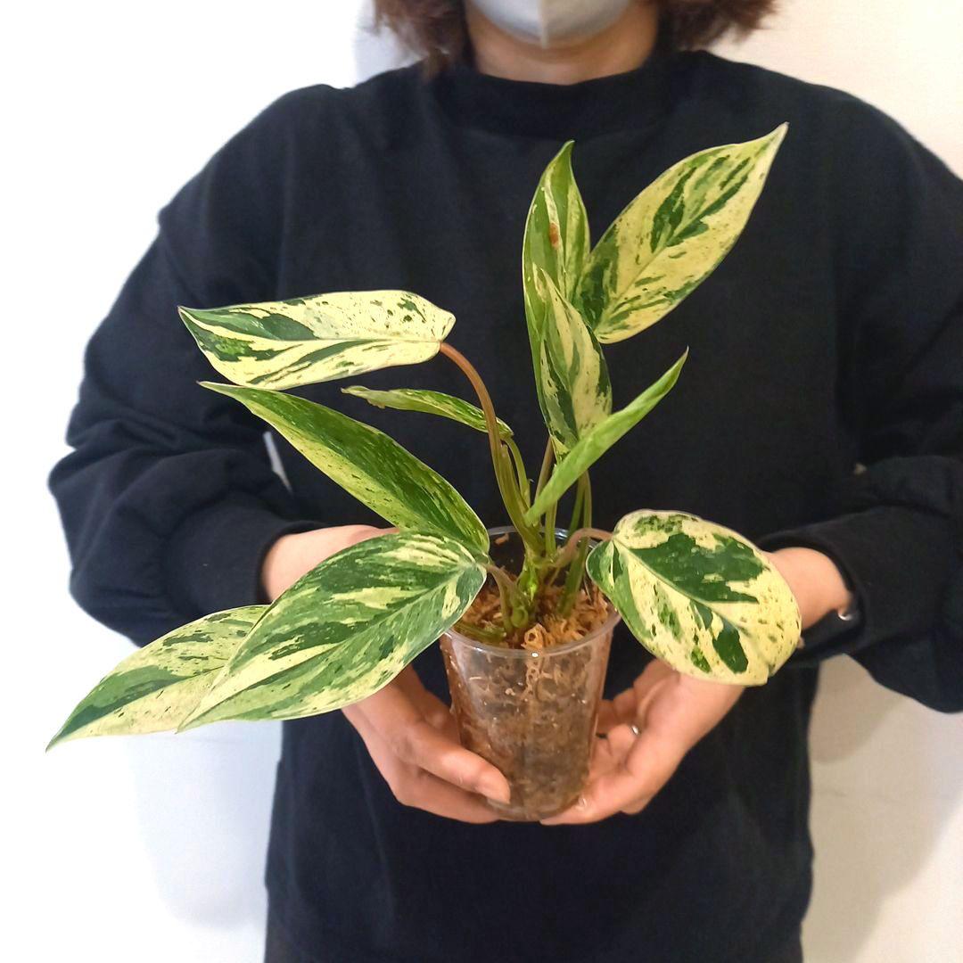 超希少 フィロデンドロン・エメラルドクイーン斑入