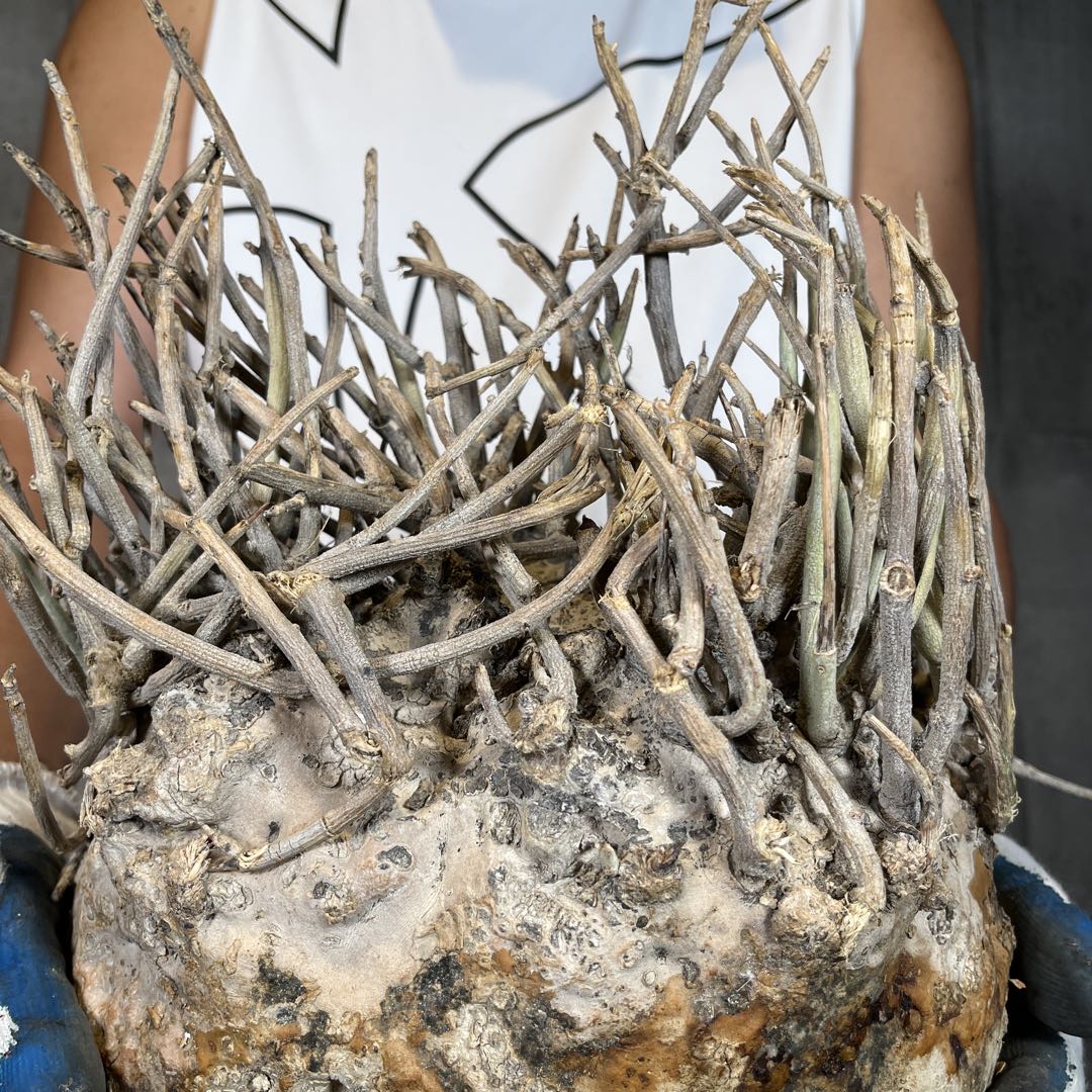 R*i様 33 激レア 超大株 アデニア ペチュエリー 現地球 鮮度抜群