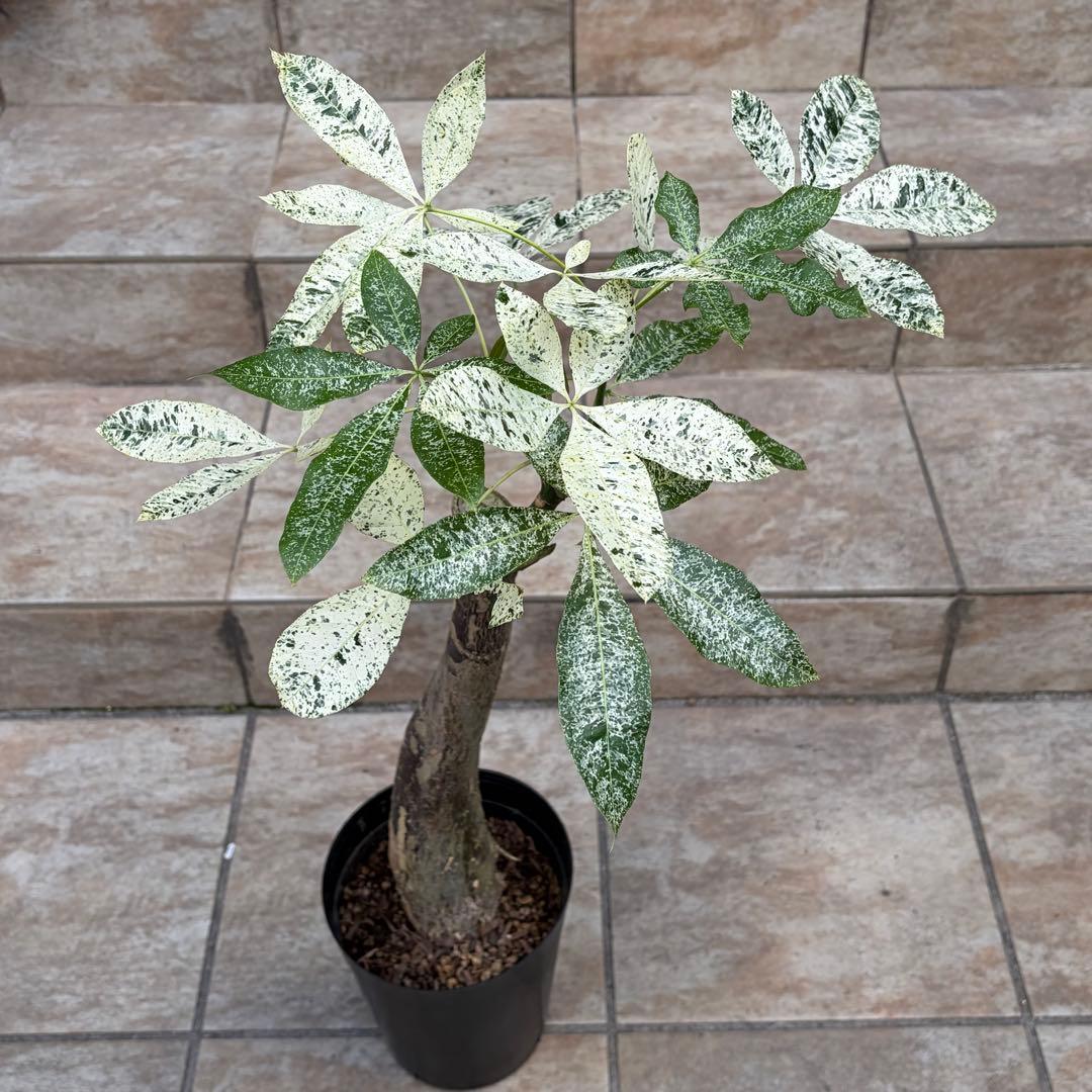 【大特価】パキラ　ミルキーウェイ　約5号鉢　No.003　鉢、送料込　メルカリ便