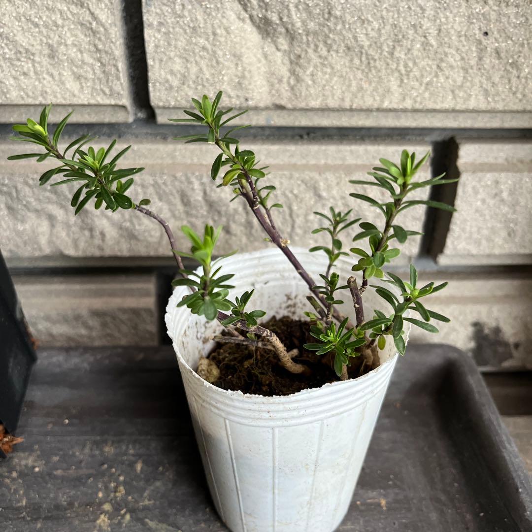 宿根(ᵔᴥᵔ)挿し穂　寄せ植えにも♡ほったらかし♡グランドカバー