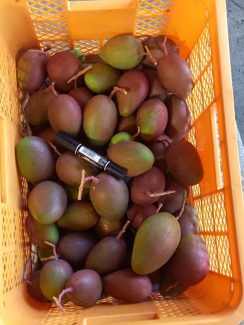 マンゴー+摘果/14.5 kg. including box