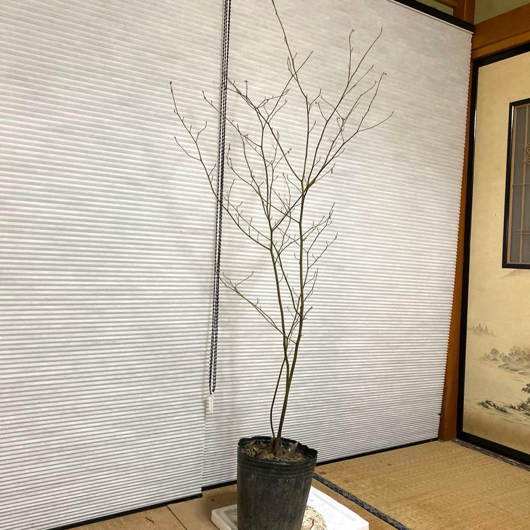 山採り　クロモジ　黒文字　クロモジ苗木 No1