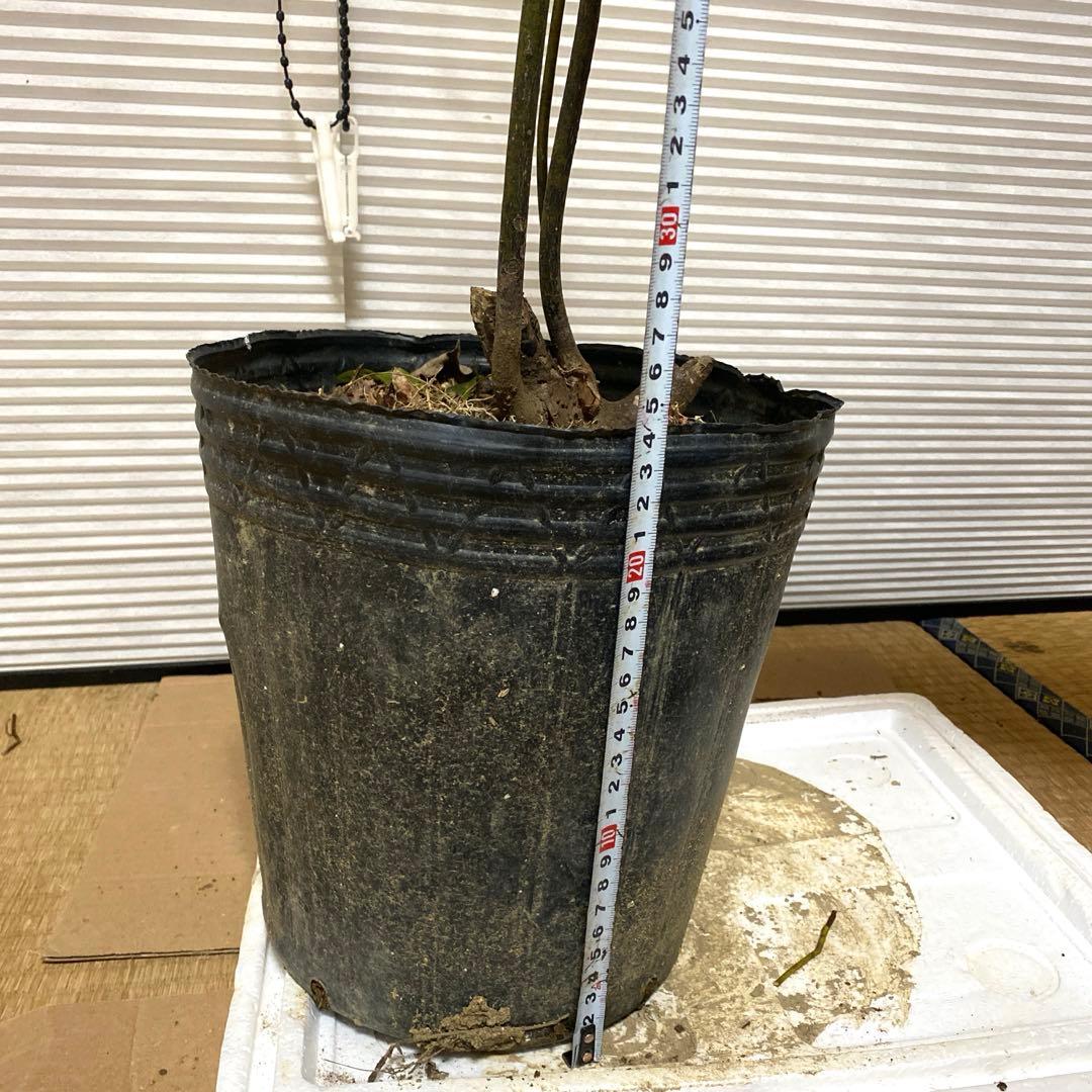 山採り　クロモジ　黒文字　クロモジ苗木 No1