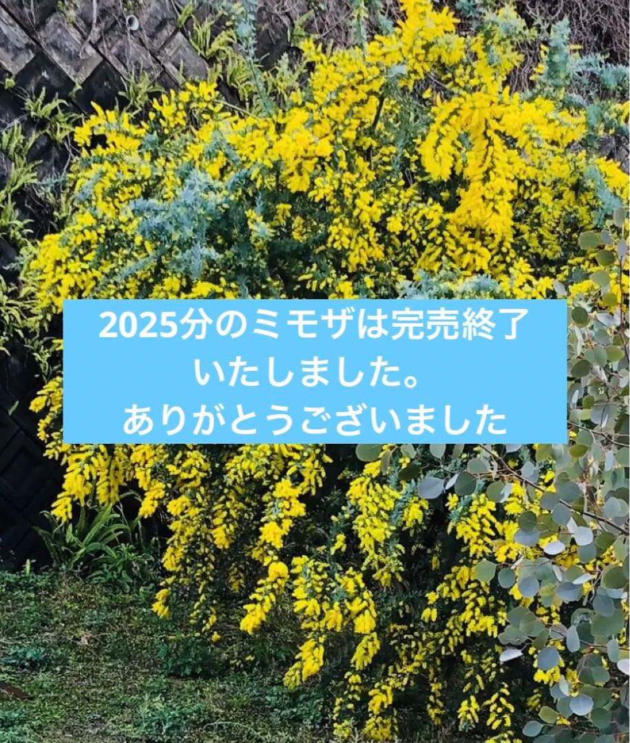 フレッシュミモザ（ギンヨウアカシア）