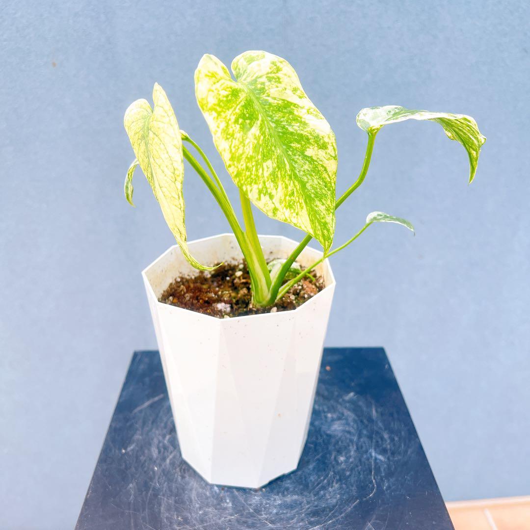 現品　モンステラ　デリシオーサ　ミント　バリエゲイティッド　57番　斑入り