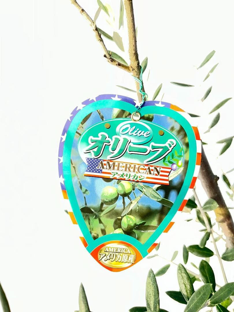 オリーブの木　アメリカン　10号　約140cm　K-334　希少品種　現品掲載