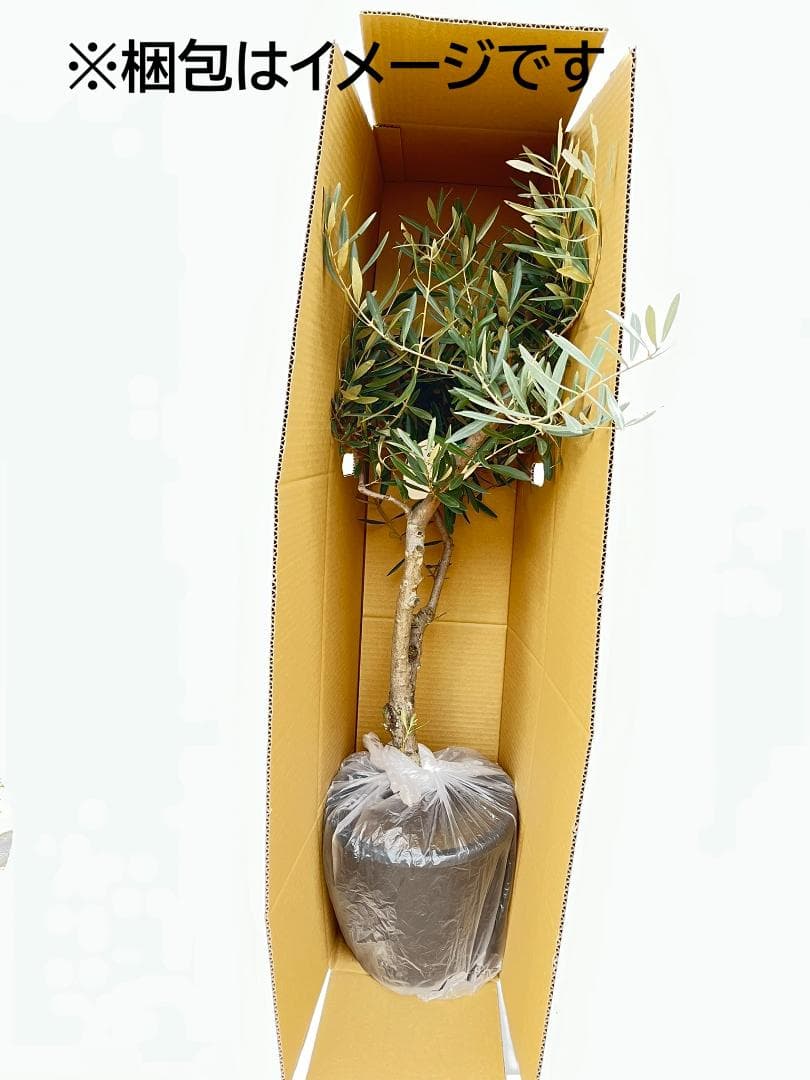 オリーブの木　アメリカン　10号　約140cm　K-334　希少品種　現品掲載