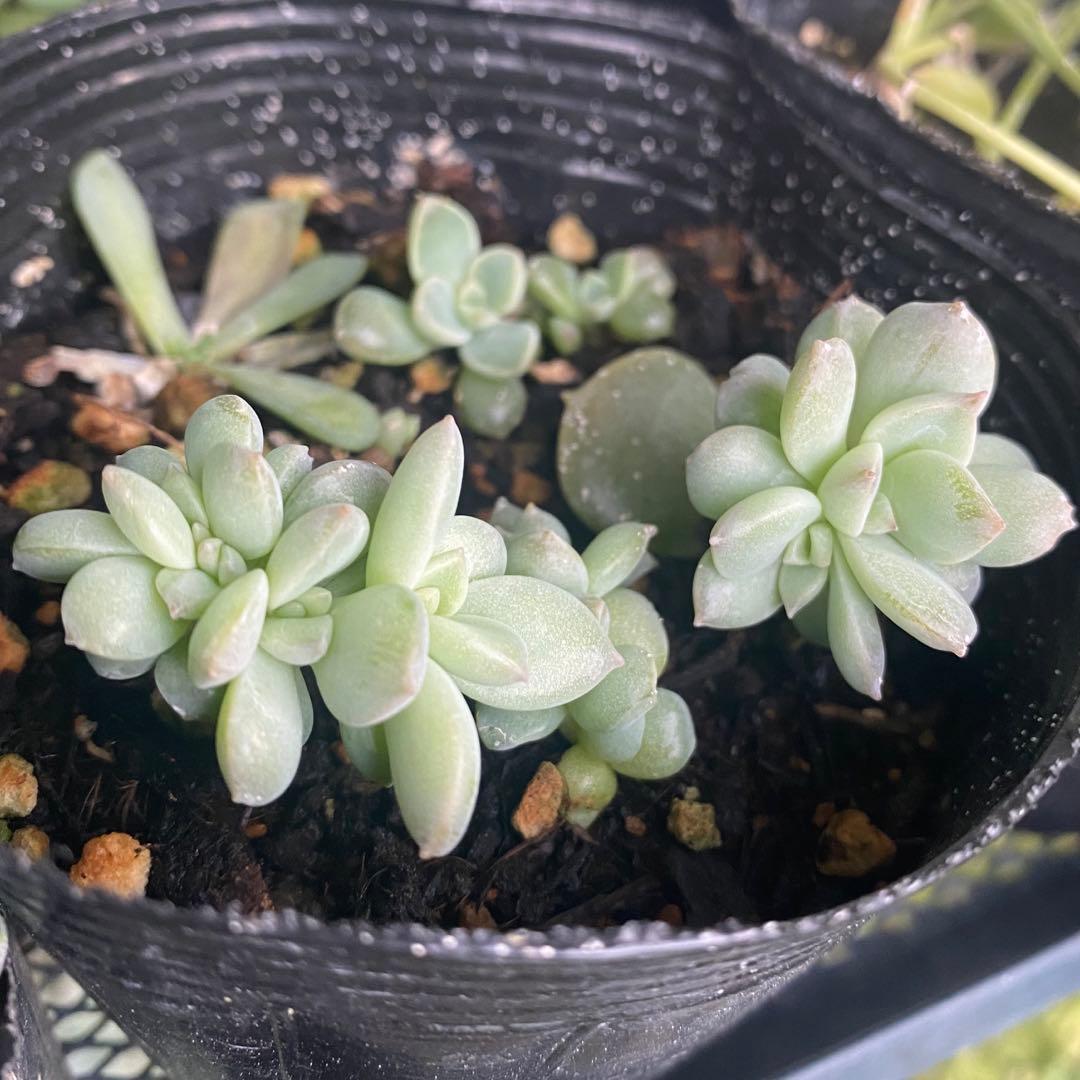 多肉植物　白牡丹　葉挿し抜き苗２つ