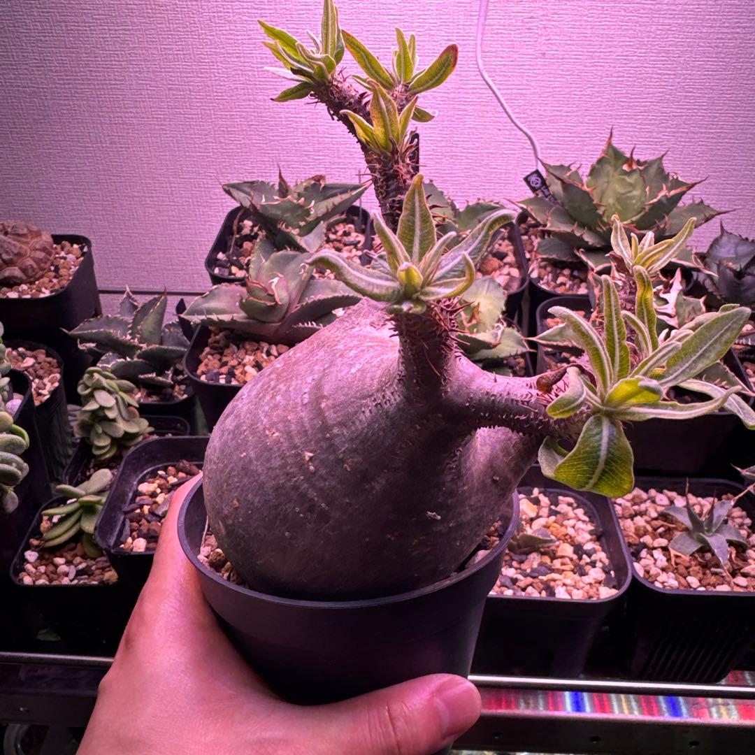 塊根植物 グラキリス