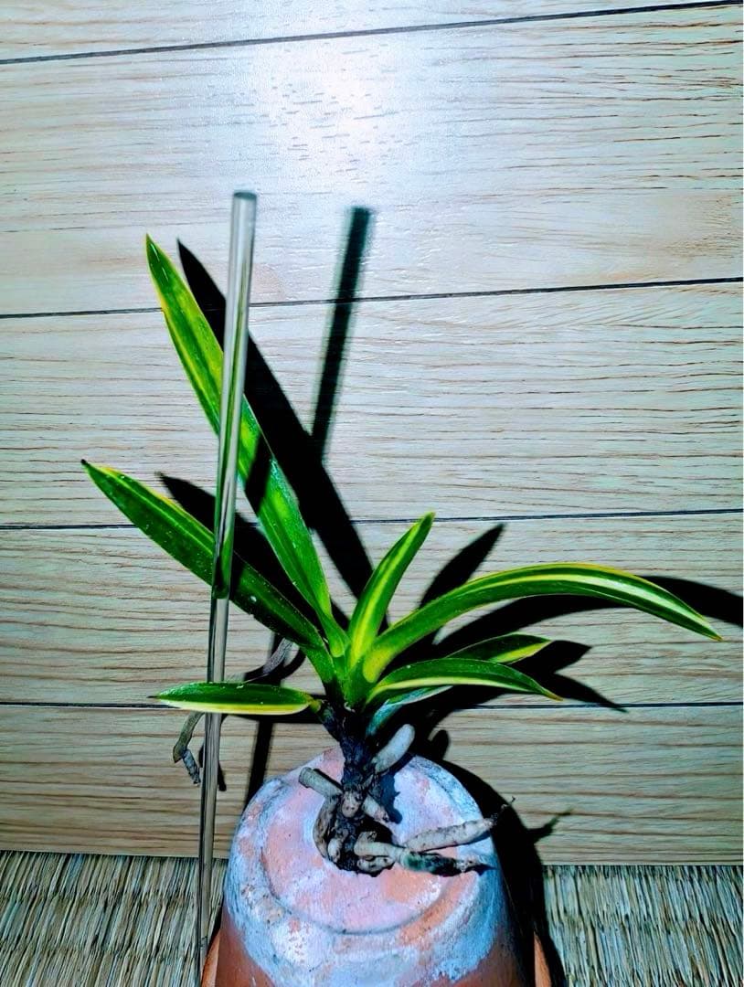 【年末特価品】富貴蘭「鈴木羆」超期待大品