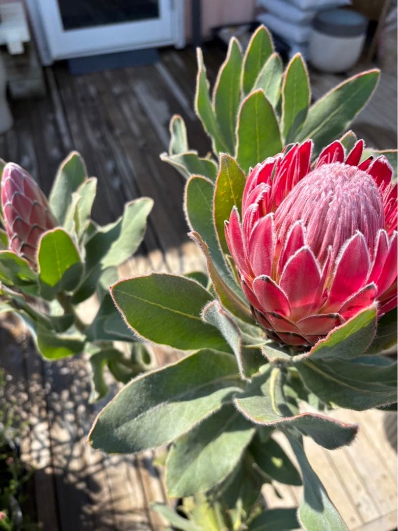 プロテアピンクプリンセス　希少！大株！