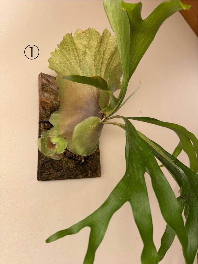 中型ビカクシダ 壁掛け用　『マセラティー』①