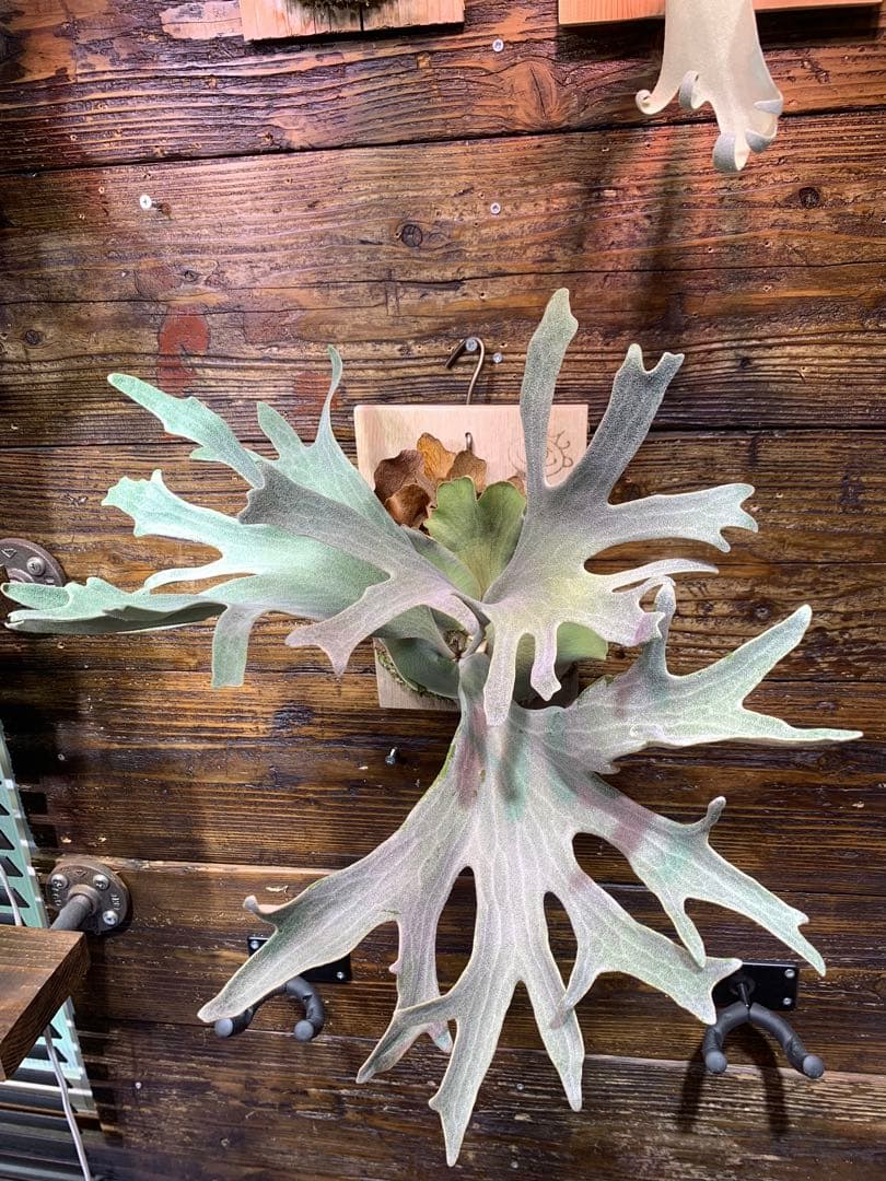 P.GINKA ギンカ 銀華 OC 大きめ子株