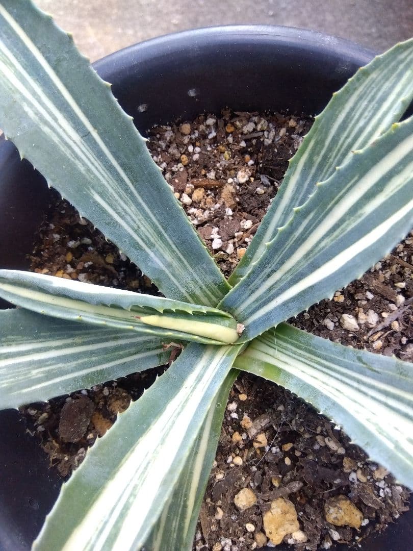 アガベ　アメリカーナ　白縞斑　超斑入り❗　ひ