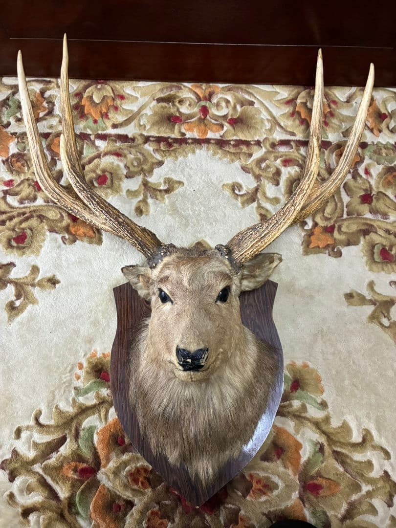 鹿　剥製　壁飾り