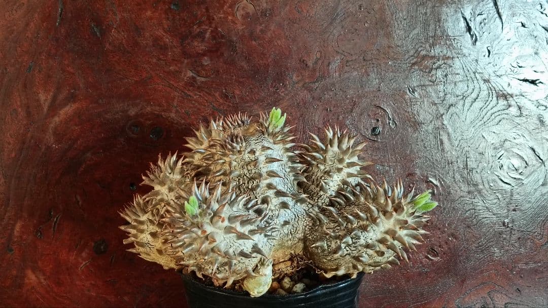 パキポディウム　デンシカウレ　恵比寿大黒　実生7年