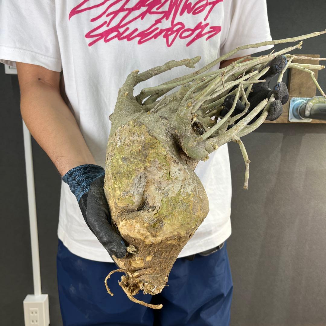 h*i様 19 激レア 超大株 アデニア ペチュエリー 現地球 鮮度抜群