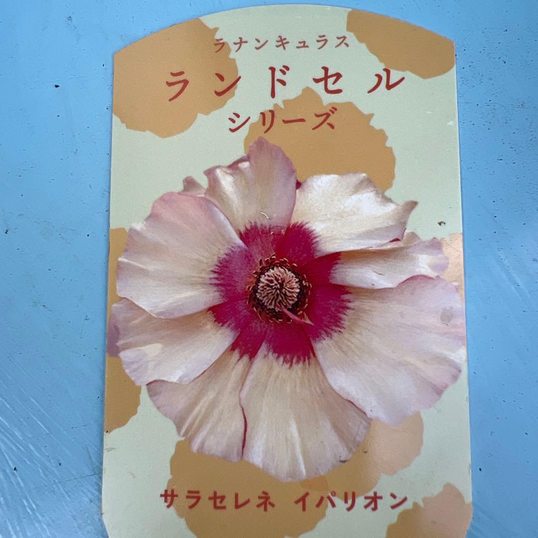 ④ラナンキュラス❁⃘*.゜イパリオン