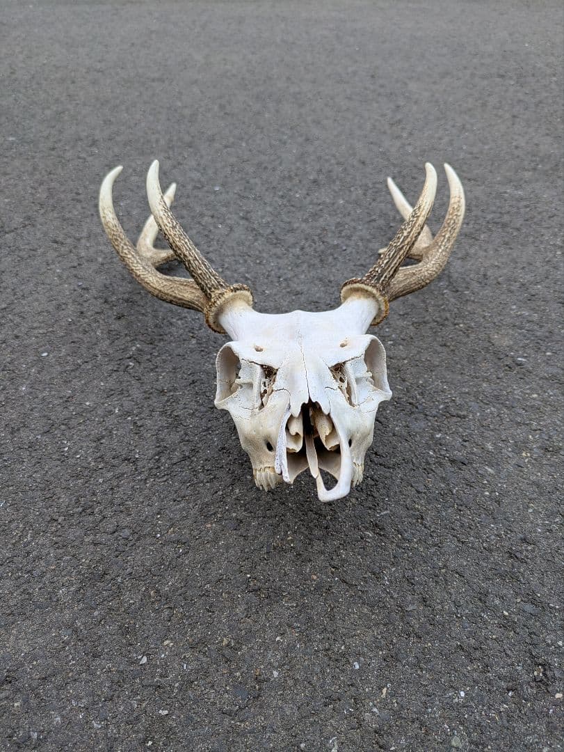 九州鹿　スカルトロフィー