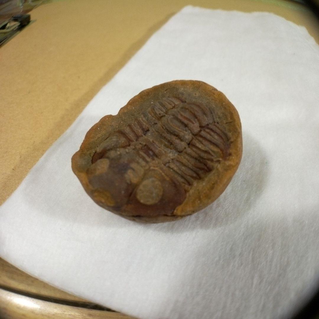 三葉虫　化石　三葉虫化石　究極のレトロ　fossil　ボリビア産　化石管理番号⑥