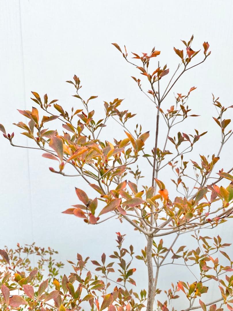 山採りドウダンツツジ　白花/817