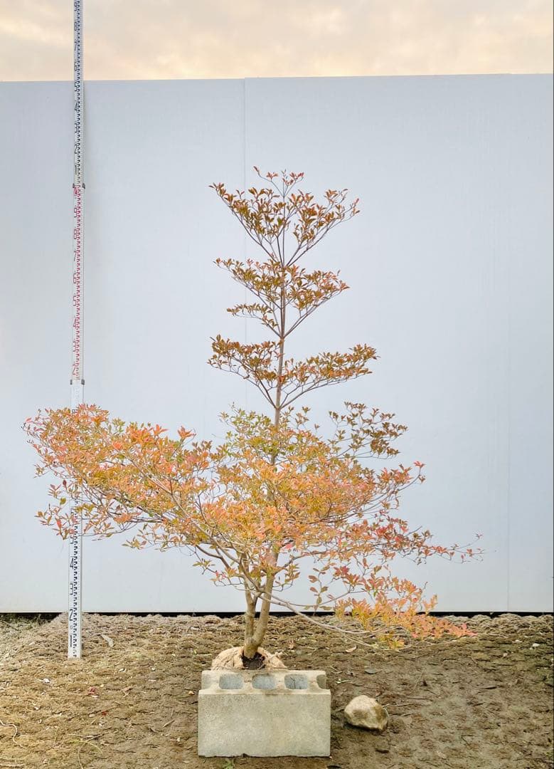 山採りドウダンツツジ　白花/817