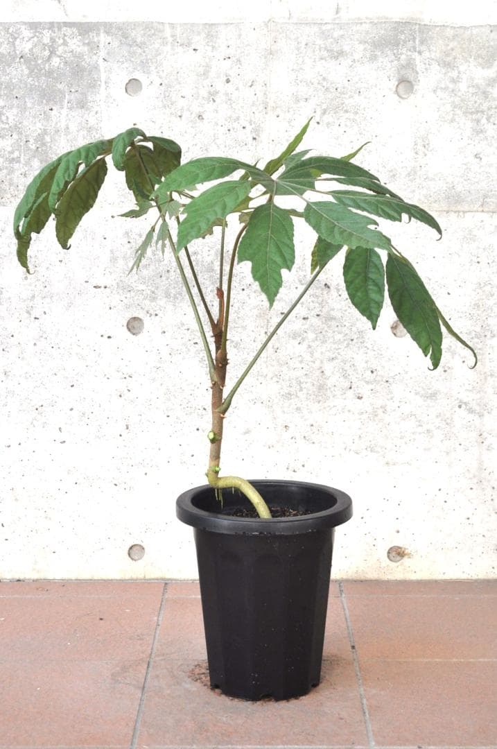 トレベシア 8号 78cm