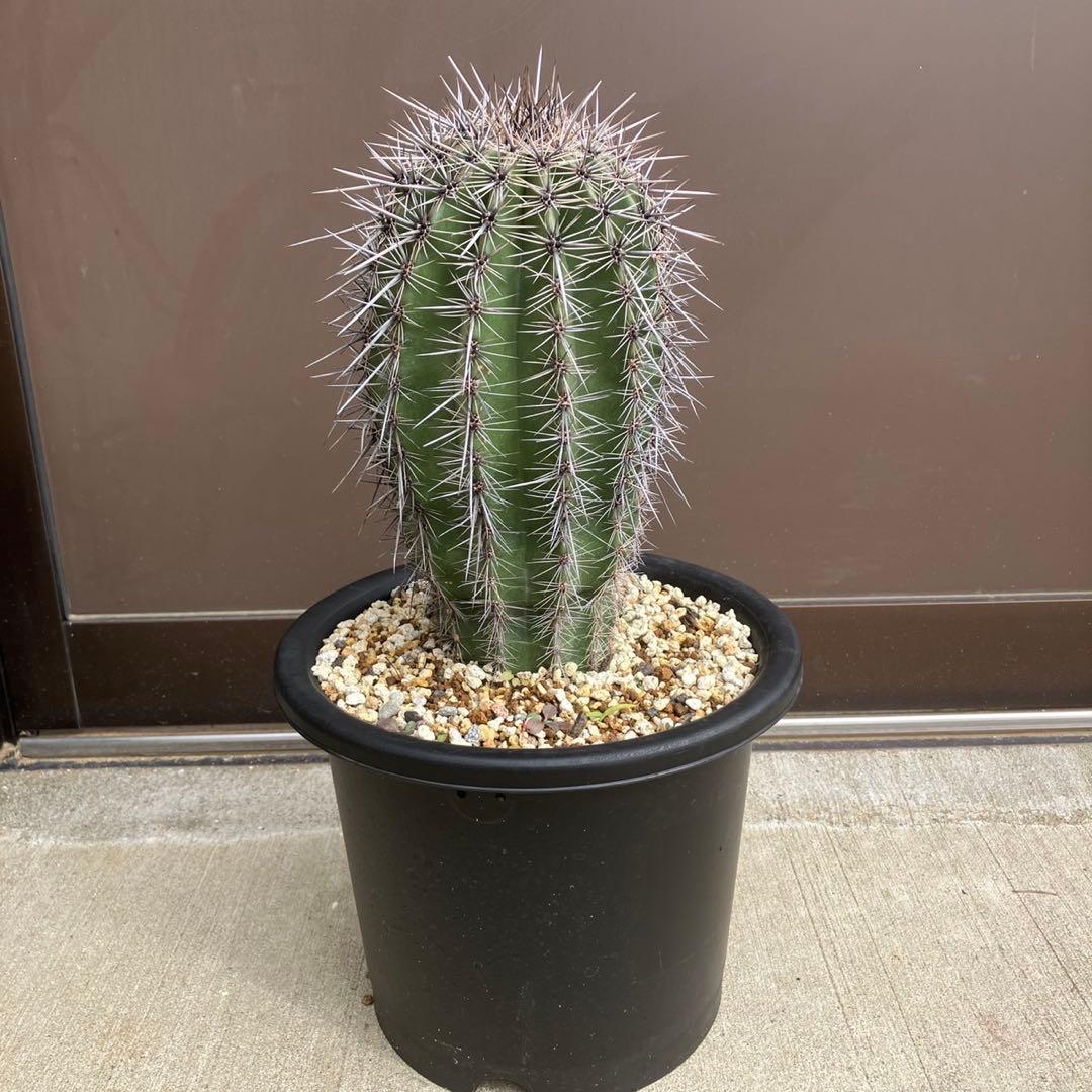 【#25105】弁慶柱　カルネギアギガンティア