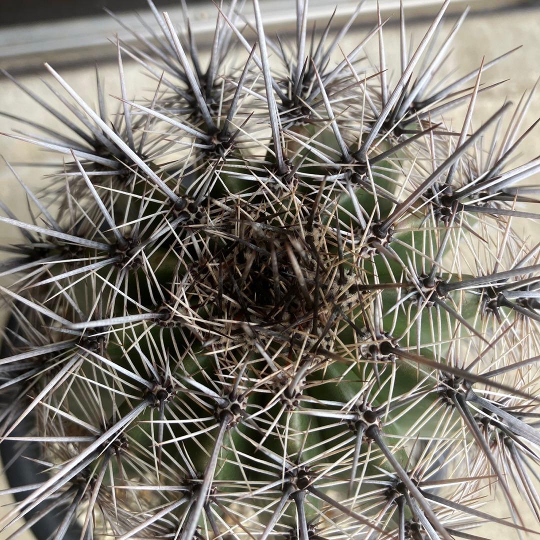 【#25105】弁慶柱　カルネギアギガンティア