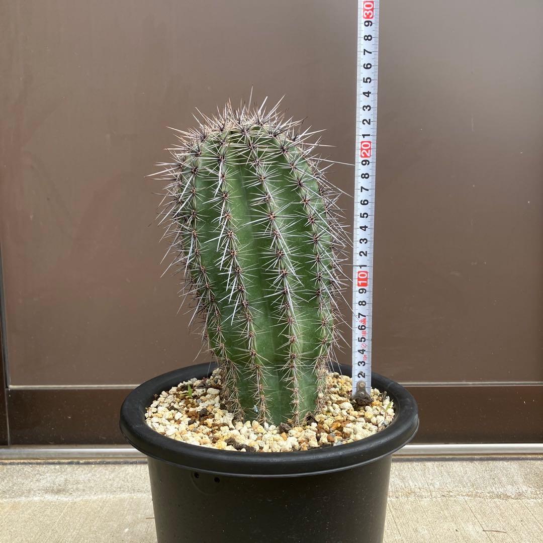 【#25105】弁慶柱　カルネギアギガンティア