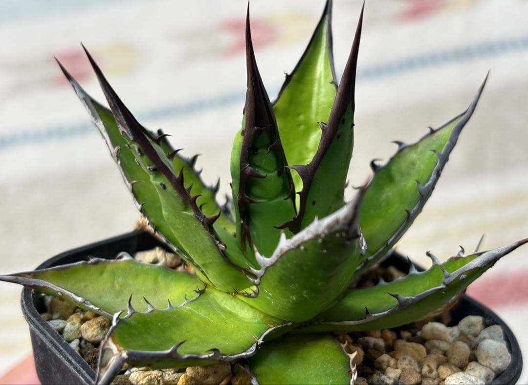 実生 ブツブツ ホリダ 検索)オアハカ オテロイ チタノタ アガベ fo-076