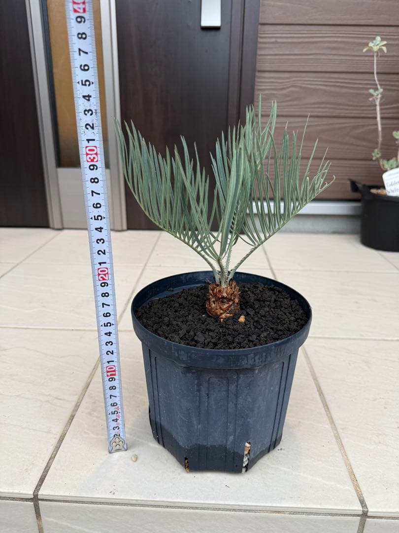 サイカスカイルンシアナ