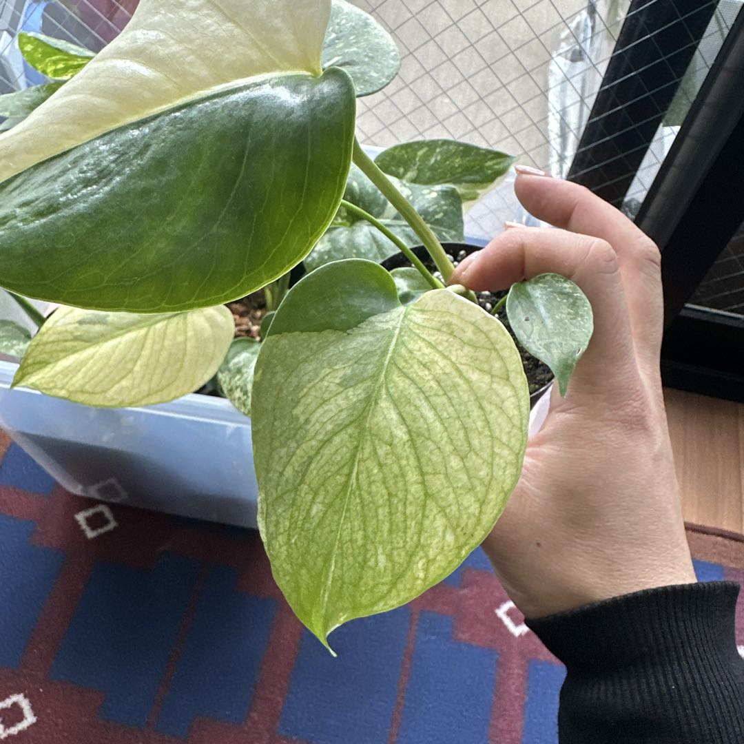 モンステラデリシオーサミントトリカラー 輸入株