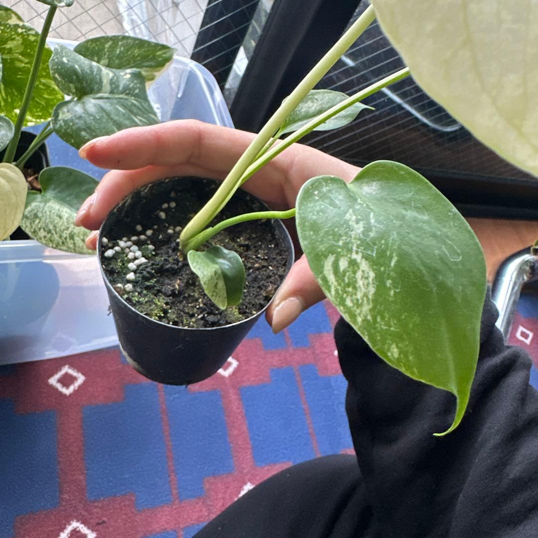 モンステラデリシオーサミントトリカラー 輸入株