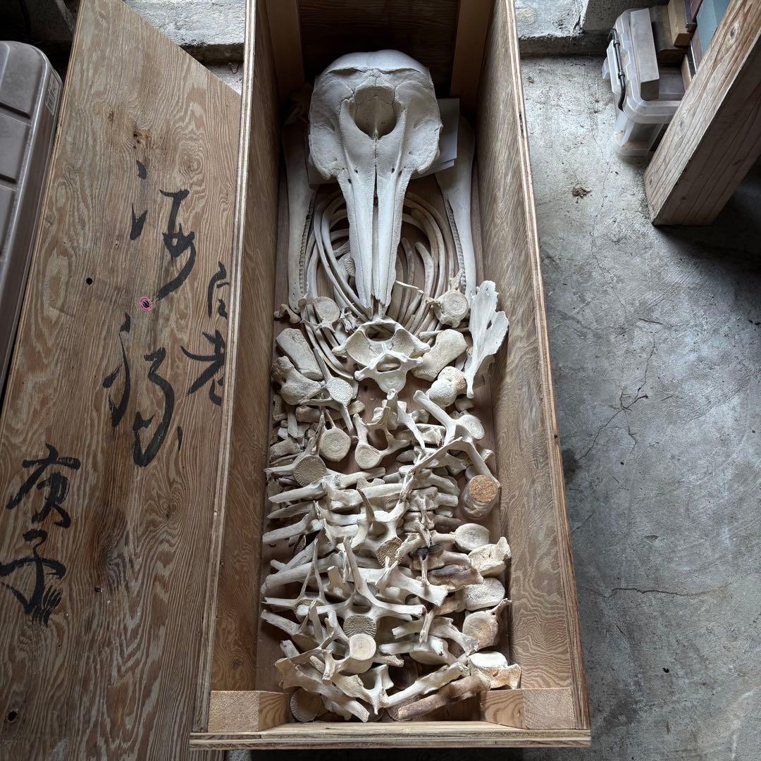 イルカ　骨格標本