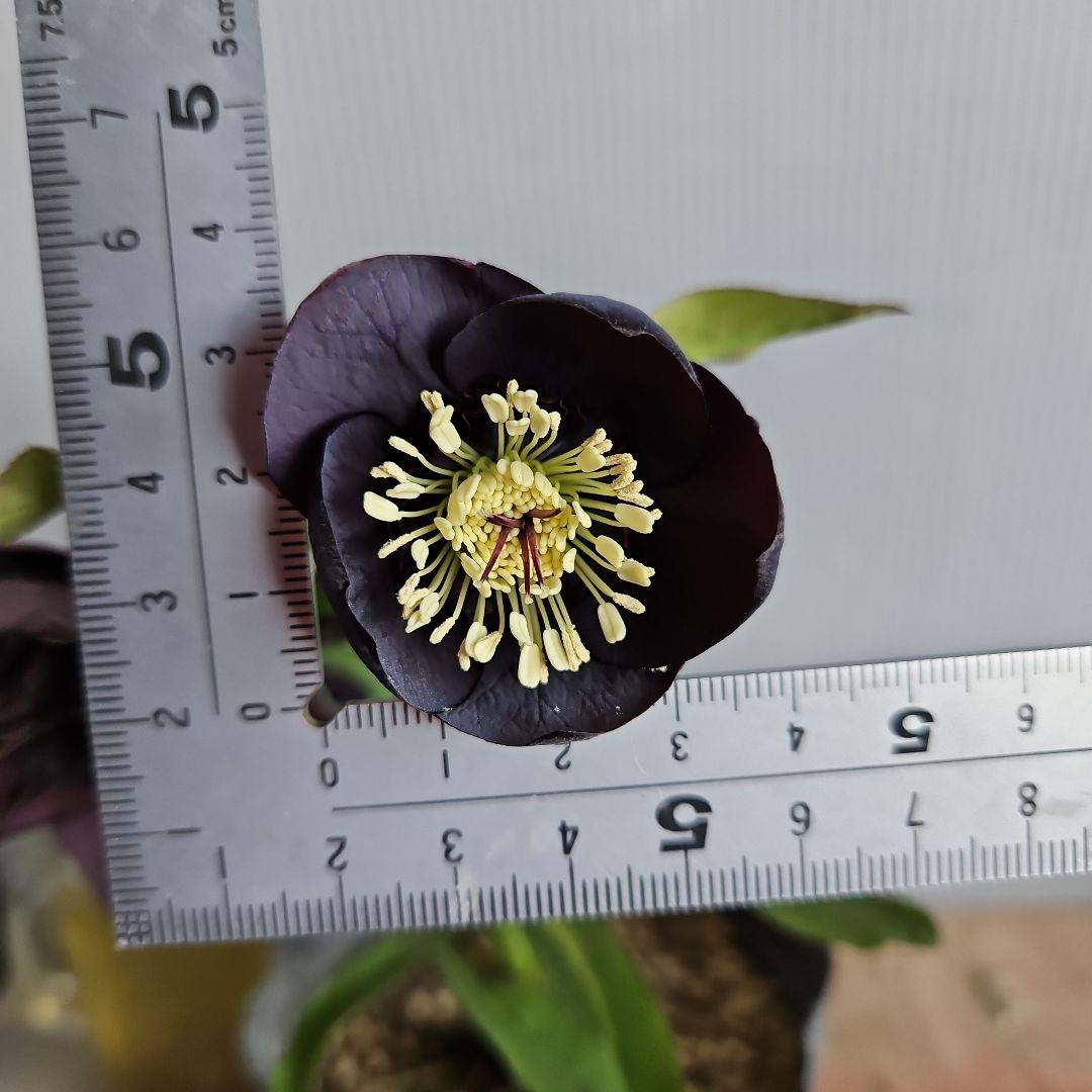 ㉖-344クリスマスローズ