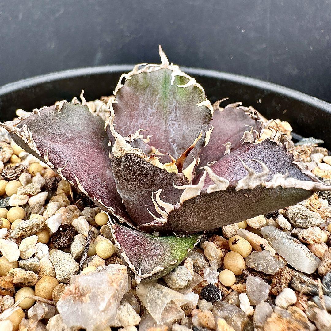 W13 超特選 アガベ チタノタ 『緋紅牡丹』 最も特殊な品種 極上子株1株