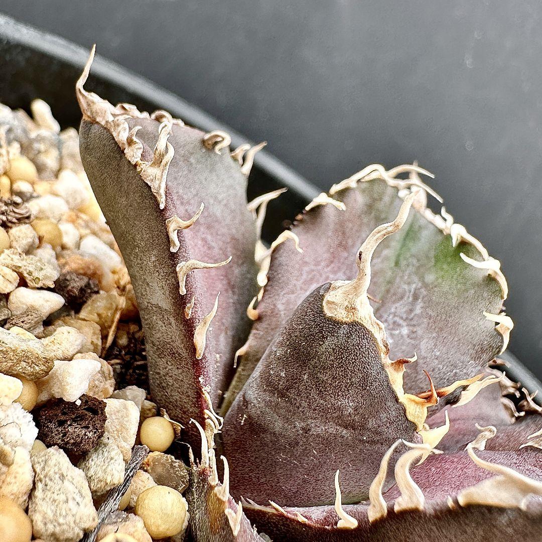 W13 超特選 アガベ チタノタ 『緋紅牡丹』 最も特殊な品種 極上子株1株