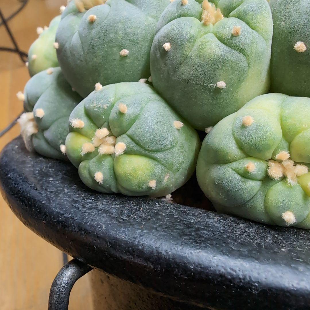 はたく　谷田貝　赤花銀冠玉錦　かき仔2個