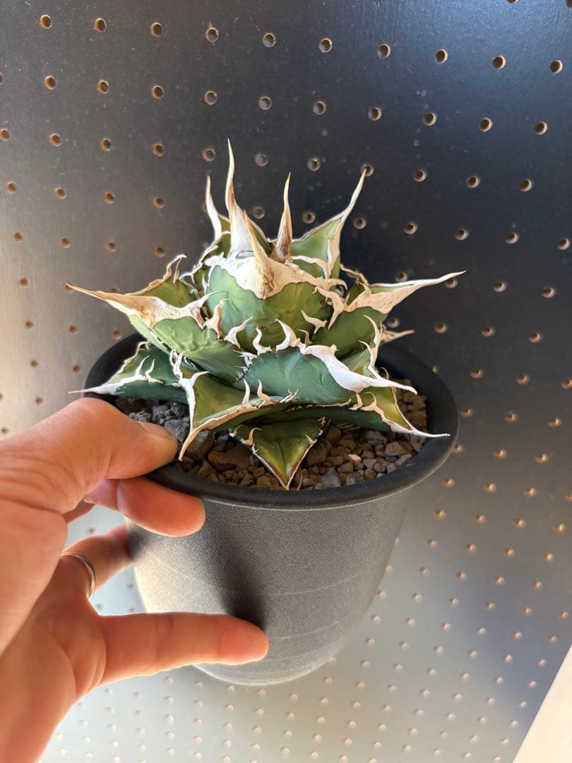 アガベ　オテロイ　実生　スーパーSSランク　ロングスパイン　選抜